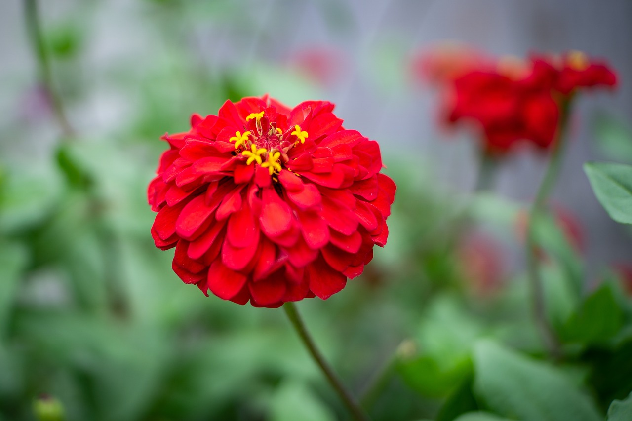 La Dulce Dama - Imagen 5